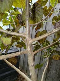 Image result for Hernandiaceae