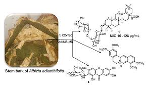 Image result for Albizia adianthifolia × gummifera