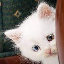 cats katzen yavru kediler kedi