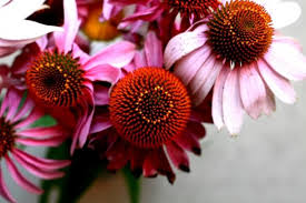 Image result for wisdom in summer