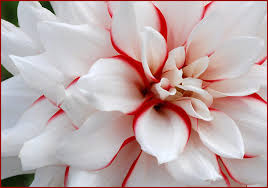 نتیجه تصویری برای عکس های زیبا دسته گل مریم و نرگس