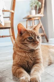 Cute Orange Cat Beautiful Orange Cat Beautiful Cats Cute Cat Wallpaper Cats
