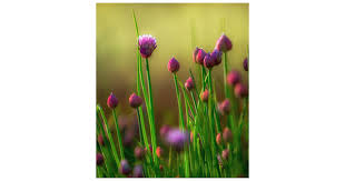 Dennis Caster Obituary (2022)