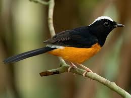 Image result for Chamaecrista wittei