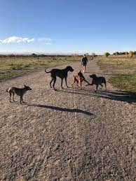 Whether you want to visit denver on foot, by bike, or with the abundance of available public transport options, you'll have the entire city at your. Mr Coyote Watching For Prey Picture Of Cherry Creek State Park Aurora Tripadvisor