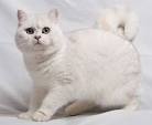Available British Shorthair Kittens For Sale & Cats For ...