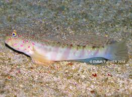 Pinkspot Goby-Cryptocentrus leptocephalus