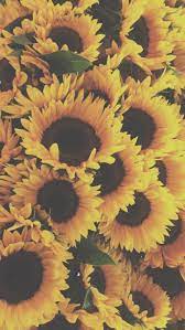 Pin De Barby Gasparutti En Sunflowers Girasoles Fondos De Fondos De Pantalla Iphone Tumblr Y Fondos De Pantalla Girasoles