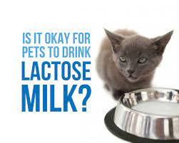 Is It Okay For Pets To Drink Lactose Milk Smartpaw Pet Online Store