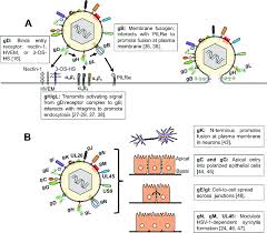 Learn more about the symptoms. Hsv 1 Envelope Proteins And Their Roles In Entry And Membrane Fusion Download Scientific Diagram