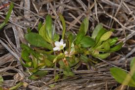 Image result for Montiniaceae