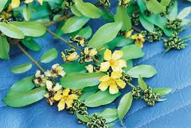 Image result for Hugonia platysepala