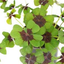 Image result for Oxalis tetraphylla
