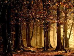 Autumn Forest Leaves 1600x1200 Wallpaper Tree Hd Wallpaper Fall Wallpaper Fall Wallpaper Tumblr