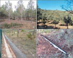 Ls land forum 31 28. Effectiveness Of Water Oriented Thinning In Two Semiarid Forests The Redistribution Of Increased Net Rainfall Into Soil Water Drainage And Runoff Sciencedirect