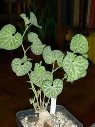 Image result for Trochomeria debilis