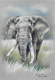 I have always been fascinated with these animals. Colour Pencil Drawing Of African Elephant By Belinda Marshall Realistic Animal Drawings Wildlife Art Animal Paintings