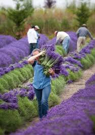 5 طريقة زراعة زهرة الياسمين. ØªØ¹Ø± Ù Ø¹Ù„Ù‰ Ø²Ù‡Ø±Ø© Ø§Ù„Ø®Ø²Ø§Ù…Ù‰ Ø§Ù„Ù„Ø§ÙÙ†Ø¯Ø± Lavandula Ø¨ÙˆÙƒÙŠÙ‡ Ø§ÙƒØ³Ø¨Ø±ÙŠØ³ Bouquet Express