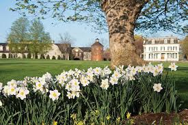 Image result for Walleria mackenziei