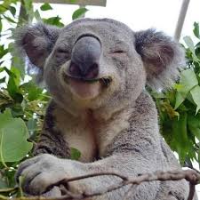 The 50 Happiest Animals In The Entire World Cute Animals Happy Animals Smiling Animals