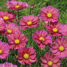 Cosmos Xsenia In 2020 Cosmos Flowers Cosmos Plant Sutton Seeds