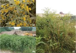 Image result for Flaveria bidentis