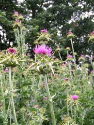These weeds have small but bright yellow flowers, and they grow and spread as quickly as they do as a result of their root system. Milk Thistle May 2018 Weed Of The Month Noxious Weeds Blog