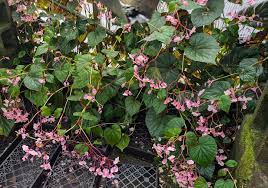 Image result for Begonia gentilii