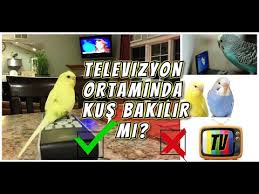 Uretim Suresinde Kafes Ve Yuvalik Temizligi Nasil Yapilir Youtube