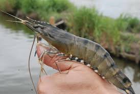 Giant Tiger Prawn Penaeus Monodon Aquaponicshrimp Aquaponics Aquaponic Gardening Prawn Farming