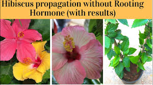 Aslamu alaikum hi friends this video how to grow hibiscus cuttings faster at home. How To Grow Hibiscus From Cuttings With Updates Propagate Hibiscus Plant Without Rooting Hormone Youtube