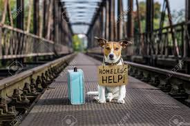 Dogs use their noses to track, and while we can't show them how to do that, we can encourage the natural ability. Lost And Homeless Jack Russell Dog Abandoned At Rail Train Stock Photo Picture And Royalty Free Image Image 87597624