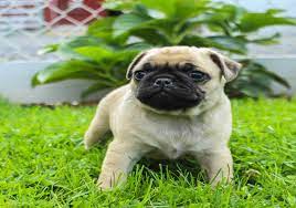 Maybe you would like to learn more about one of these? Buy Dogs In Dubai Best Pet Shop Dubai Puppies For Sale In Dubai