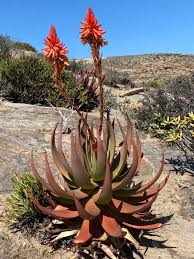 Image result for Aloe inyangensis