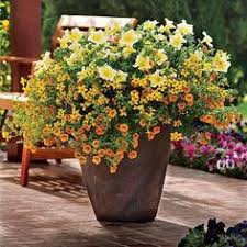 Bidens ferulifolia is native to mexico. 11 Bidens Ferulifolia Ideen Garten Bluhende Pflanzen Sonnenpflanzen