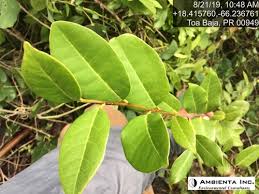 Image result for Metteniusaceae