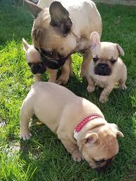 French bulldog puppies for sale in texas. French Bulldog Puppies For Sale Ø³ÙˆÙ‚ Ù„Ø¨ÙŠØ¨ Ø§Ù„Ù…ÙØªÙˆØ­