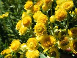 Image result for Helichrysum mechowianum