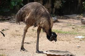 Nearly 100% of emu students receive financial aid, and many emu parents say that after financial aid, the costs of a private education at emu are comparable to the costs of public schools. Emus As Pets Words Of Caution For Beginners Who Really Want One Pet Ponder
