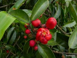 Image result for Symphonia globulifera