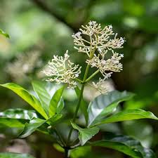 Image result for Psychotria cinerea
