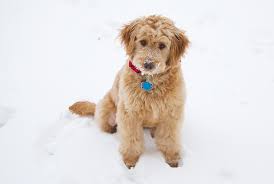 Check with your veterinarian regarding the best age for your puppy's interactions with other dogs and dog friendly places. Goldendoodle First Haircut Forum Doodle Kisses
