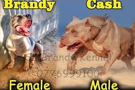 Maybe you would like to learn more about one of these? S L Brandy Kennel Posts Facebook