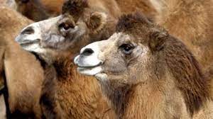 Naturally, the capital comes first among the biggest industrial cities of the country. Australia Bushfires Thousands Of Camels Forced Into Towns By Flames To Be Culled World News Sky News