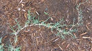 The best times to really push your lawn to grow thicker and get a beautiful lush green look is spring and early summer. Bermudagrass University Of Maryland Extension