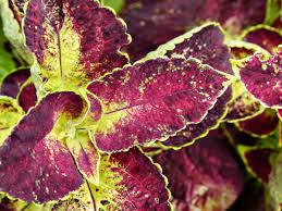 Maybe you would like to learn more about one of these? How To Care For The Coleus Plant Dengarden