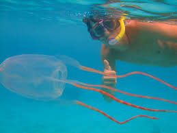 The jellyfish class with the smallest number of species is the cubozoa, or box jellyfish. Bonaire Banded Box Jellyfish