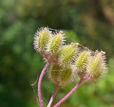 Image result for Torilis