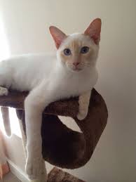 The latest tweets from tuffy the cat (@tuffycat). Op Flame Point Siamese This Is What Our New Kitty Will Look Like When She S Grown Siamese Cats Cats Balinese Cat
