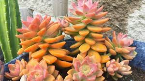 We did not find results for: The 9 Prettiest Orange Succulents Nr 3 Is Otherworldly